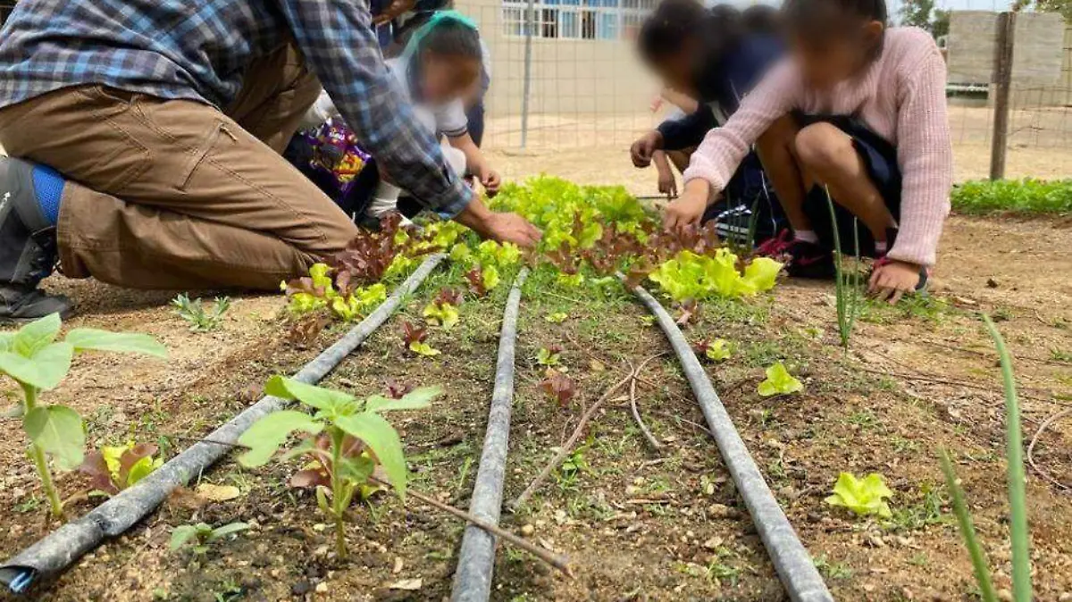 Huerto escolar cultivo siembra